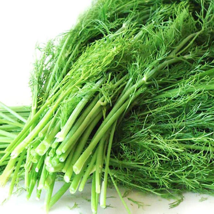 小茴香怎样种植出苗最快,小茴香怎么种植才能长得高