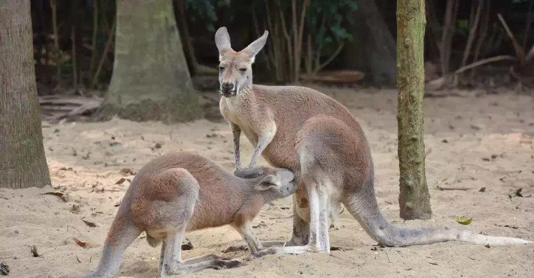 带小婴儿长隆动物园游玩攻略,亲子游玩广州熊猫酒店长隆攻略