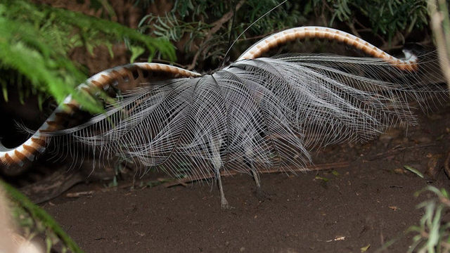 琴鸟堪称动物界的录音机,琴鸟是否保护动物