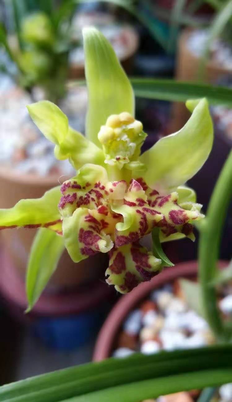 大花蕙兰哪些花中等大小,每年都开花的大花蕙兰品种有哪些