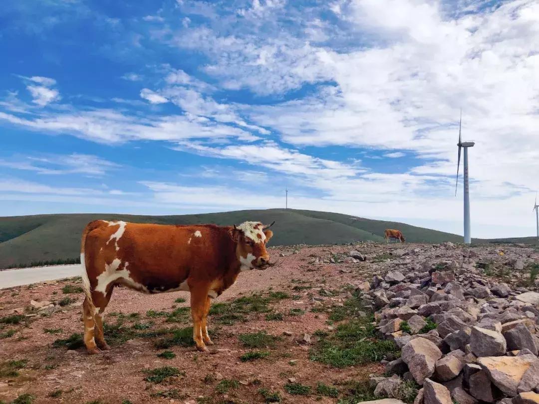 丰宁千松坝秋色,天凉好个秋拍摄
