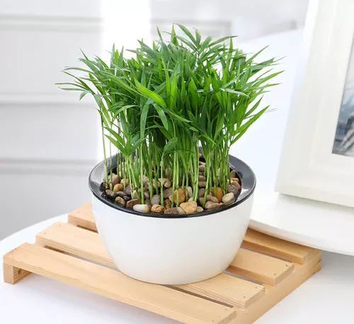 袖珍椰子最佳观赏期,阳台袖珍椰子