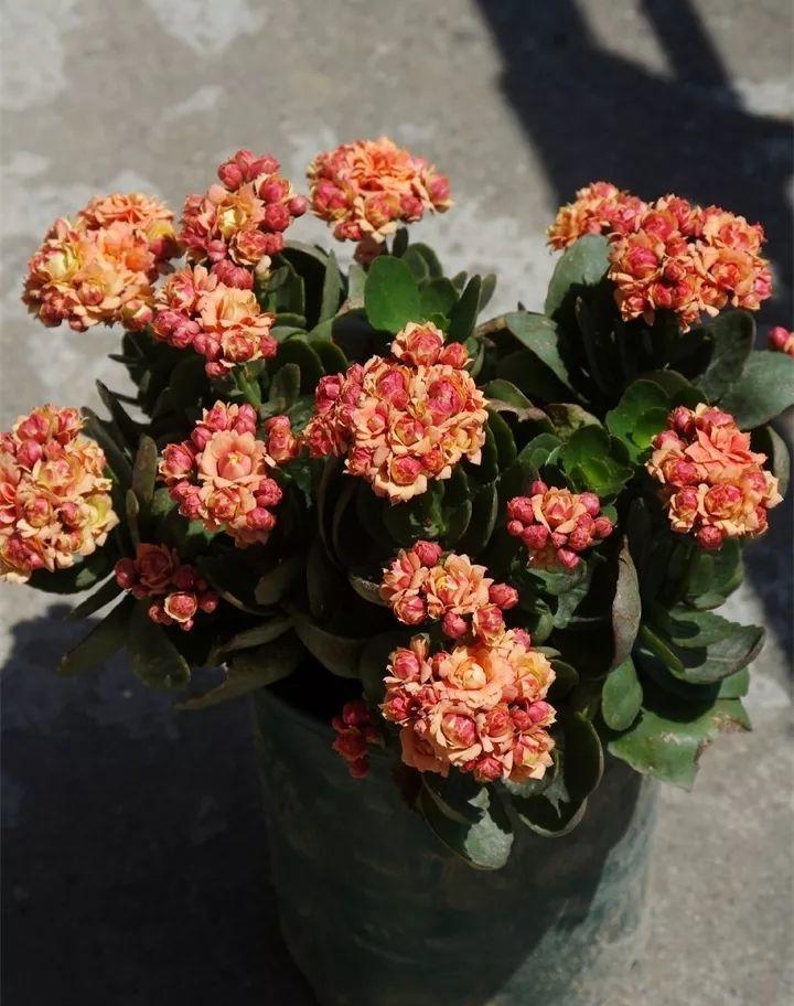 养花新手不知道养什么，就选这几种植物，轻松养爆盆