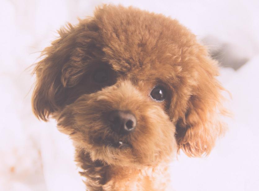 养狗狗是养博美好还是养泰迪好,为什么养狗的人讨厌泰迪