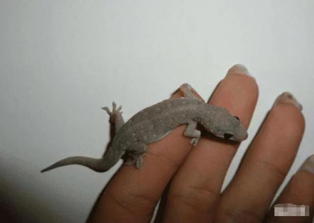 为什么说被壁虎咬了便无药可救？壁虎有毒吗？