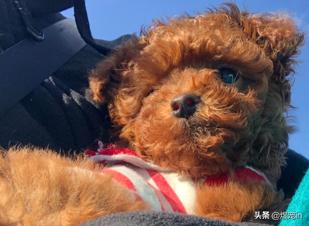 泰迪狗屁股周围退毛是怎么回事,泰迪狗身上掉毛一块是怎么回事