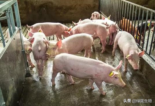 邻居搞养殖臭味太大怎么办,村里养殖猪屎臭味浓烈如何投诉