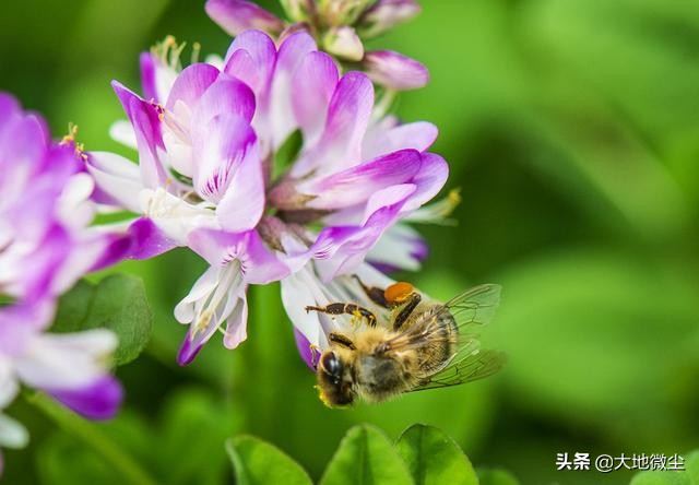 椴树洋槐紫云英蜂蜜哪个好,紫云英和洋槐蜂蜜哪个更好