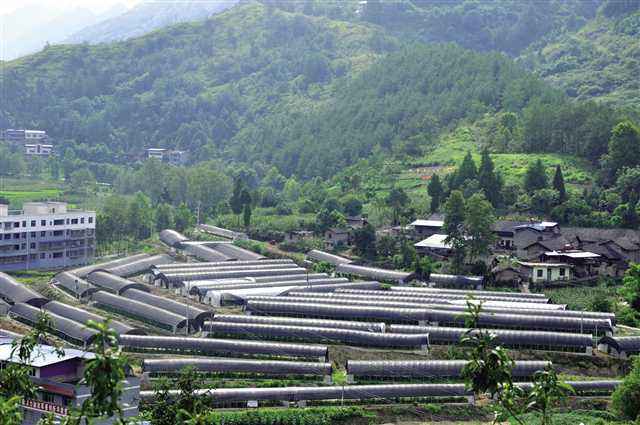 羊肚菌种植栽培技术视频教程（完整版）