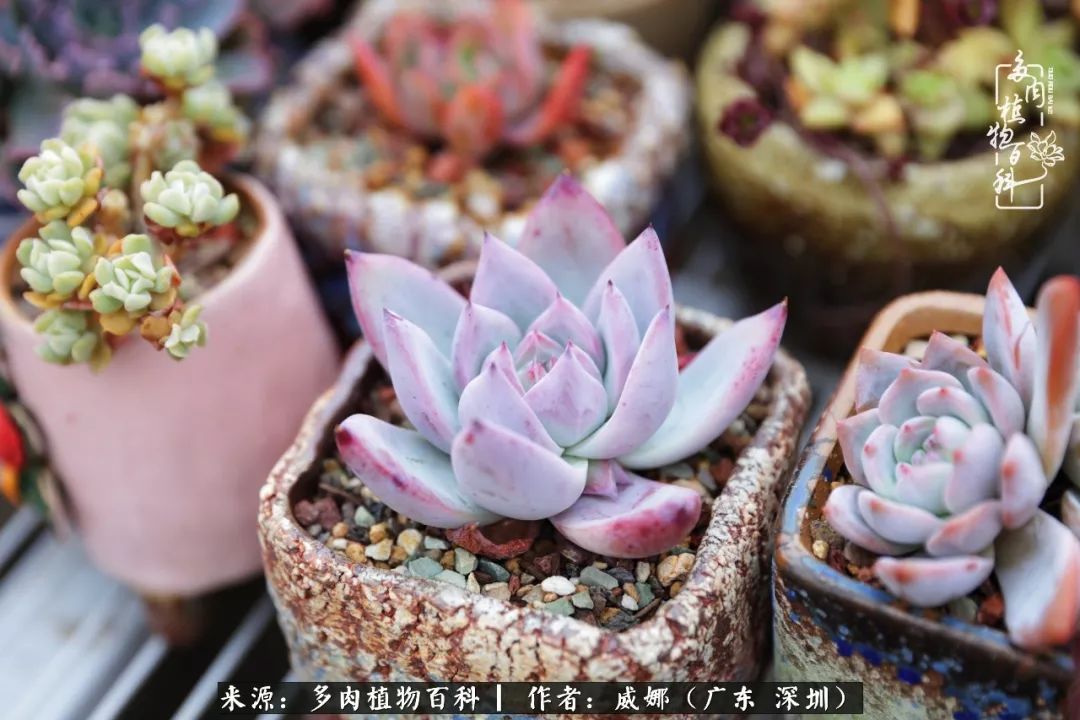笼子里的多肉,露养的多肉和室内的多肉区别