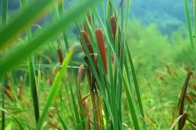 农村常见野花野草,这些野菜农村随处见