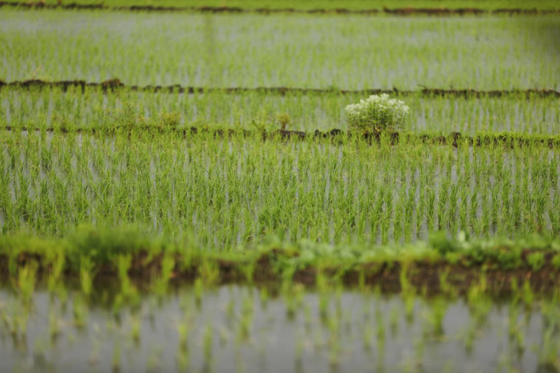 响水庄园石板大米,东北响水石板大米5斤试吃装