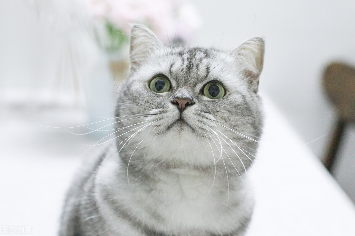 猫咪绝育术后结疤能否去掉头罩,猫咪绝育术后打消炎针多少钱