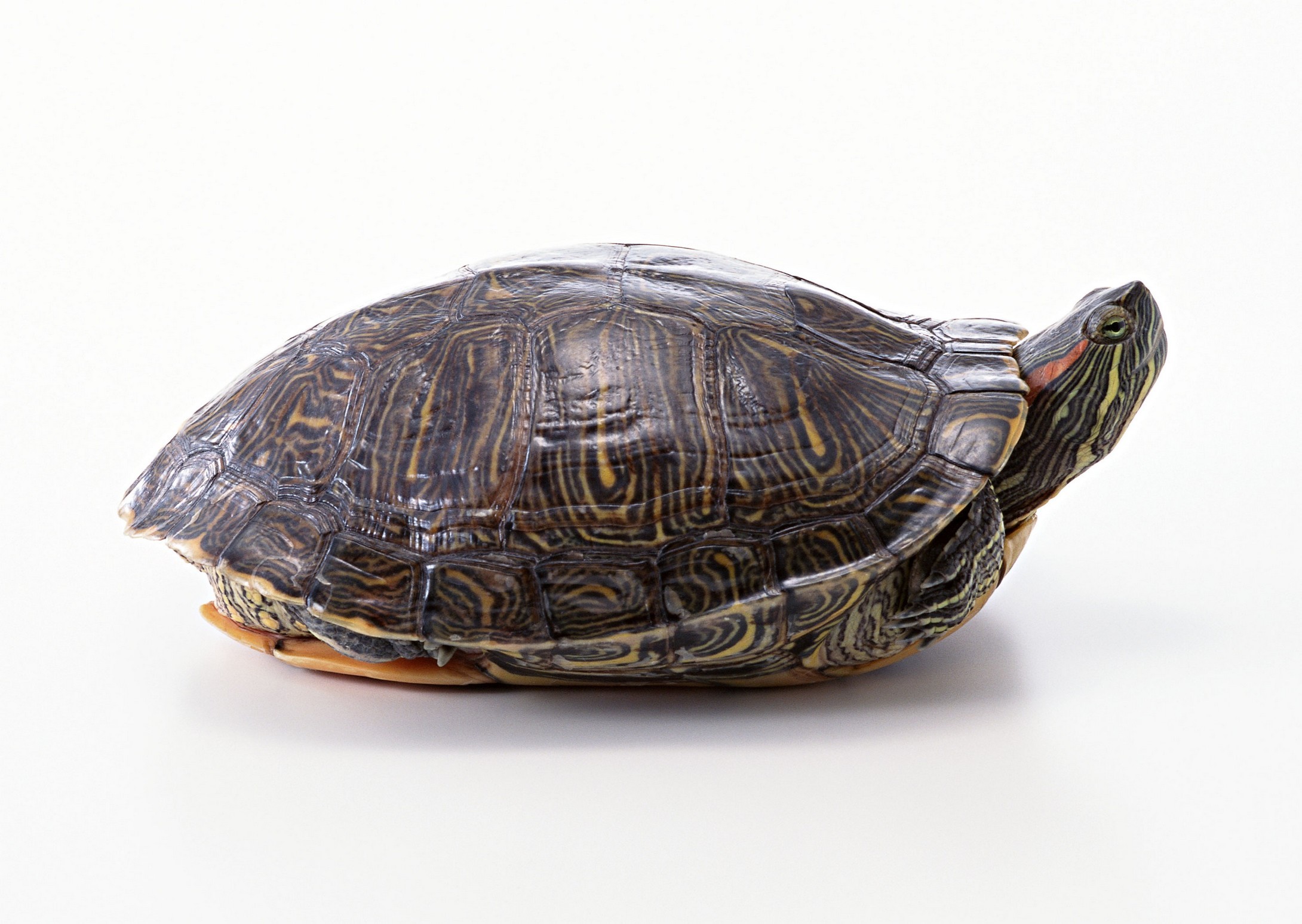 乌龟常见疾病与防治方法,乌龟的常见疾病及治疗方法