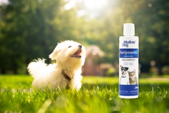 狗狗真菌感染后结痂需要清理吗,狗狗真菌感染是怎么引起的