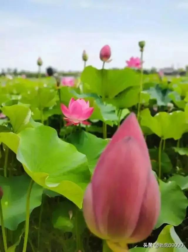 曹县魏湾镇各村姓氏分布,曹县魏湾地名