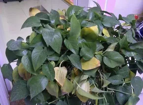 绿萝怎么养才能更旺盛生活小技巧,绿萝冬天怎么养才能更旺盛小妙招