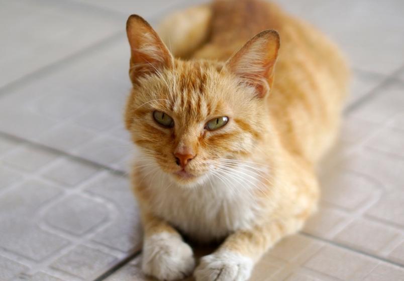 猫咪吃猫毛对它的身体有危害吗,小猫吃猫砂对猫咪有什么危害