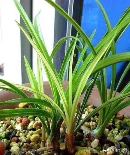 最贵的墨兰多少钱一株,最贵的兰花一品兰