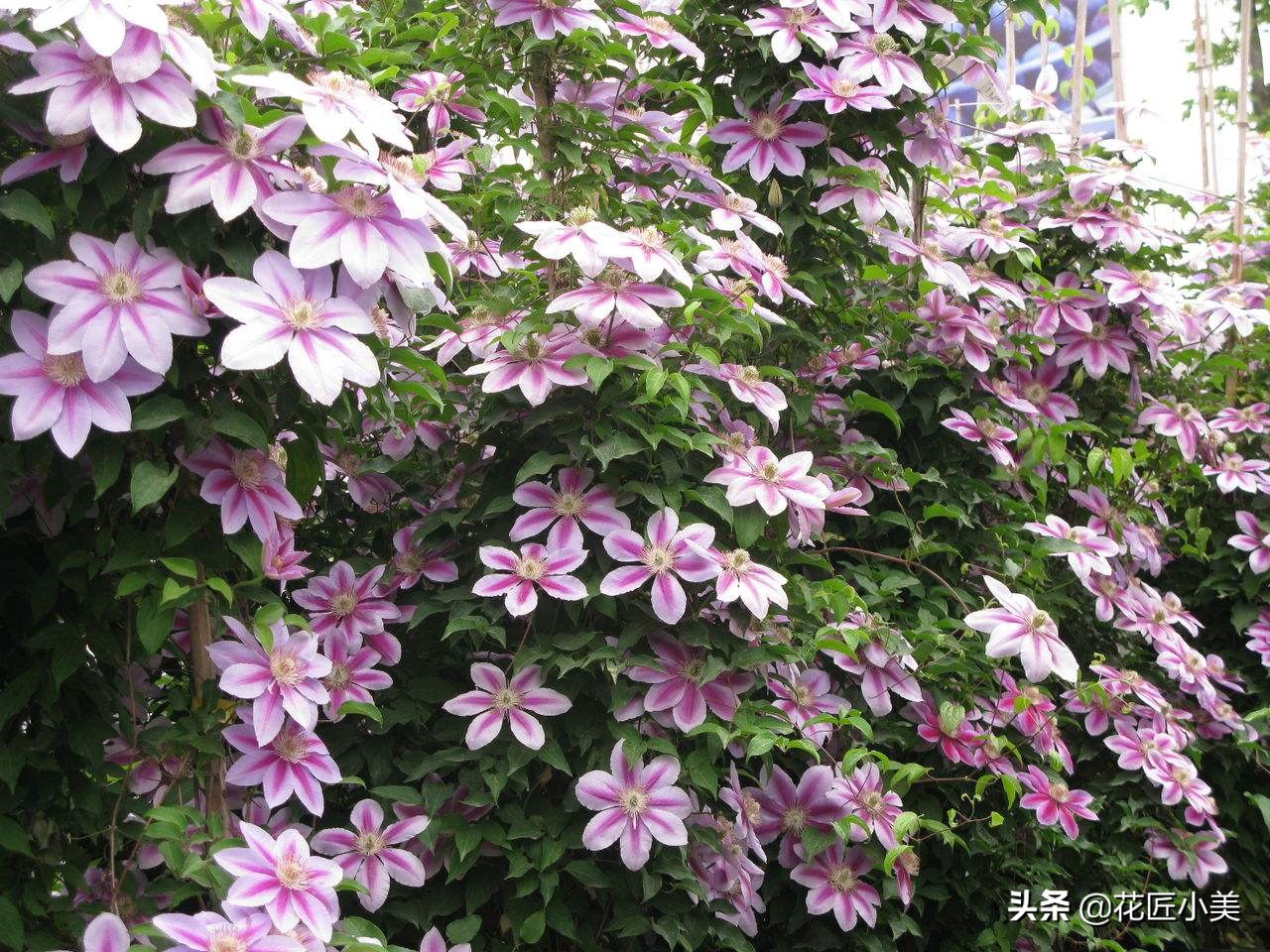 爬藤植物100种,5种爬藤花适合在院子里种植