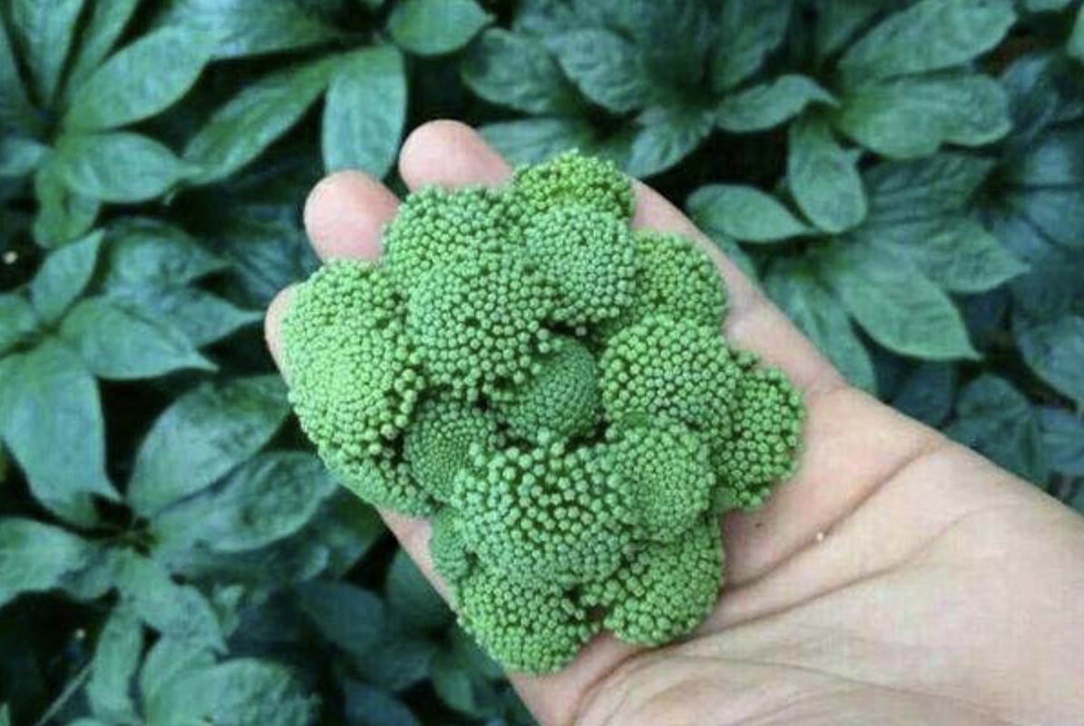 竹林下七叶草,竹林药草一斤能卖多少钱