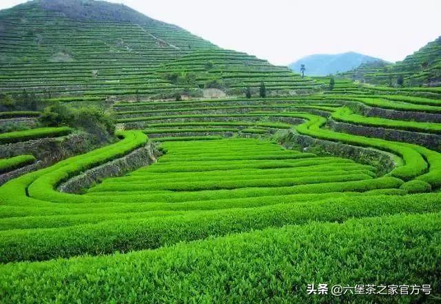 六堡茶味道怎样,六堡茶的滋味香气特点