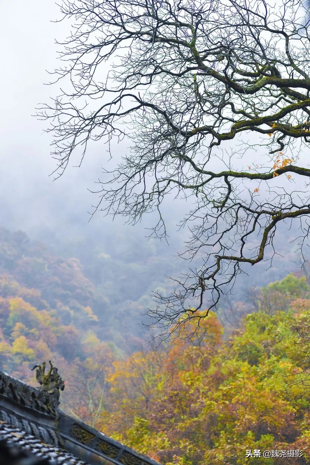 留坝秦岭之夜,留坝秦岭森林公园