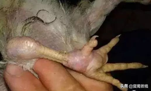 滑液囊支原体在鸡什么部位注射,蛋鸡滑液囊支原体危害