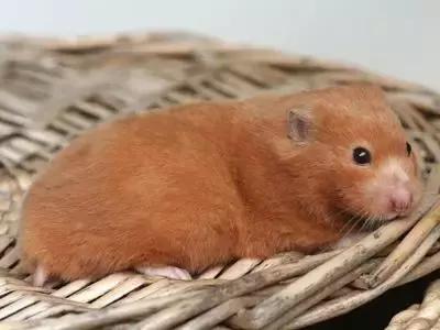 仓鼠种类大仓鼠,仓鼠的详细资料仓鼠的种类