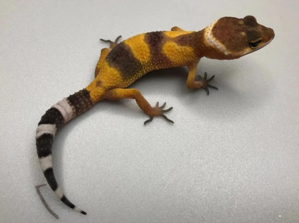 新手如何饲养一只豹纹守宫知乎,如何养好一只豹纹守宫