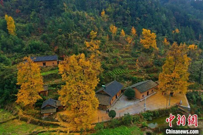 今日白露秋意渐浓,今日白露美句美文