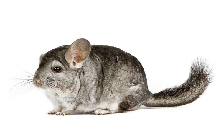 养仓鼠改掉咬笼子的这个坏习惯,仓鼠咬笼子嘴巴出血怎么办