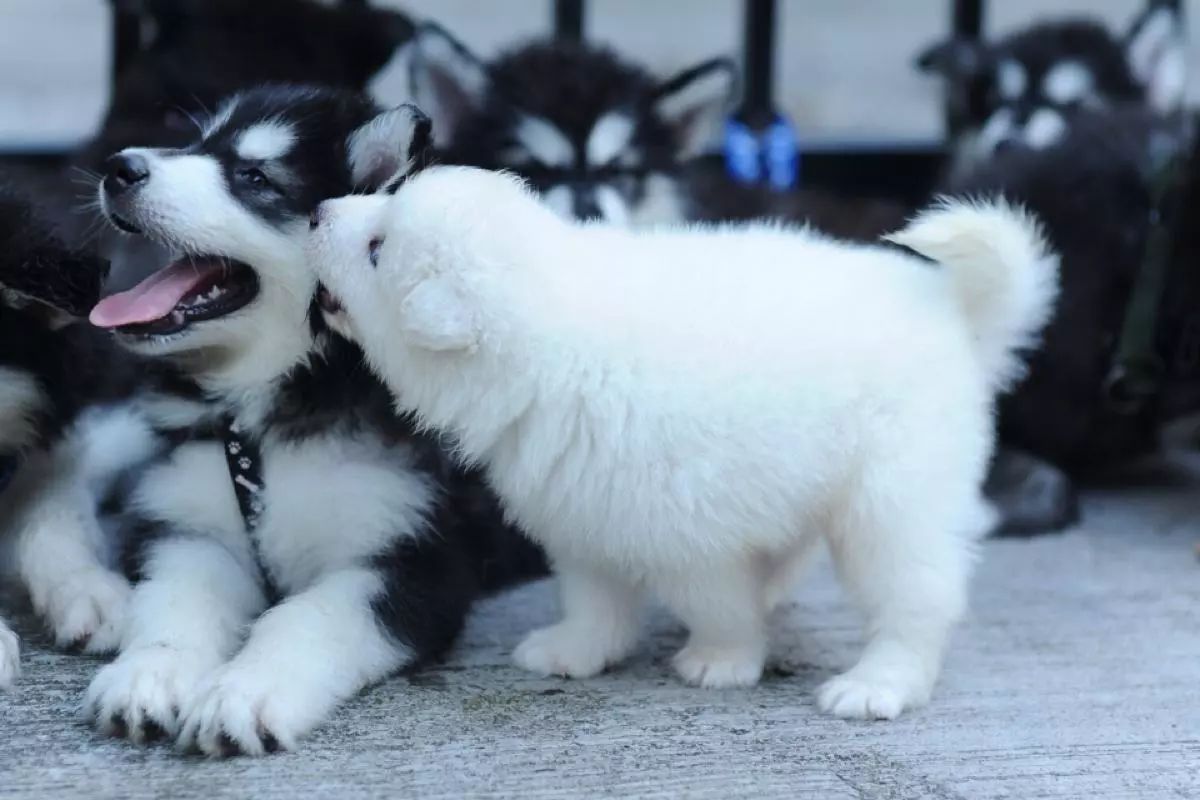 狗能吃含有牛磺酸的食物,狗吃猫粮会有什么后果