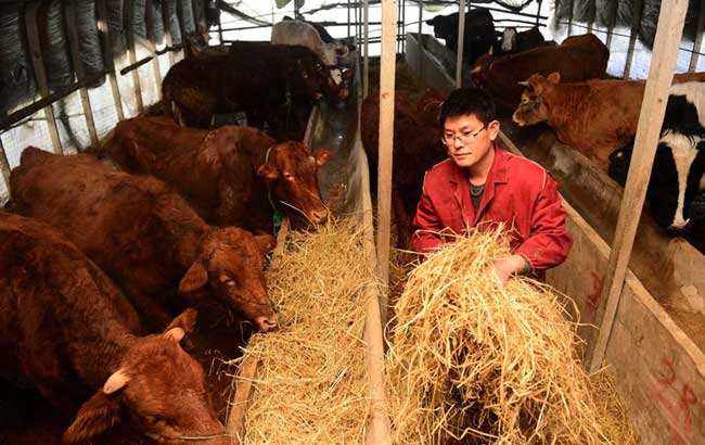 农村养殖业致富项目推荐理由,农民致富商机有哪些