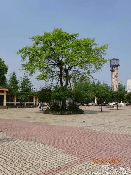 五通桥中学现状,五通桥中学回忆