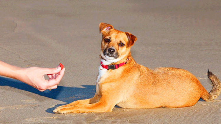 狗狗托运到家就生病死了,狗狗小时候冷了容易生病么