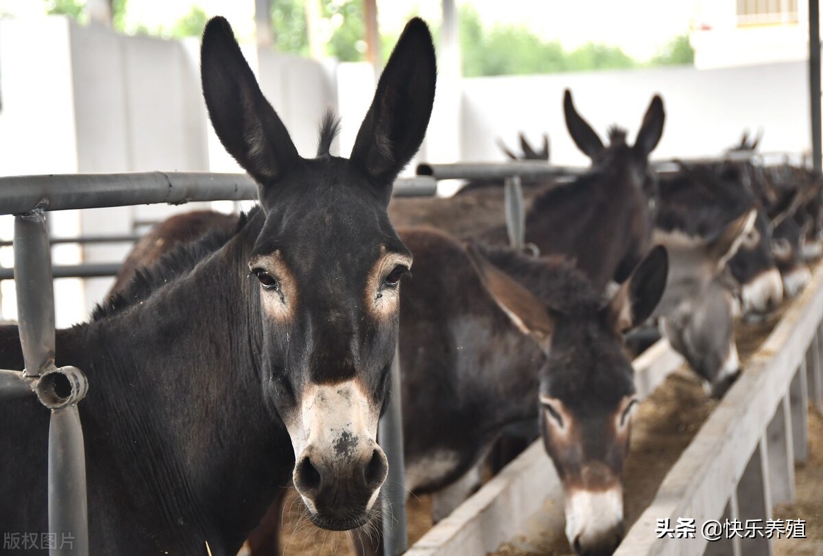 驴常见病治疗大全,毛驴的养殖过程中容易得哪些疾病