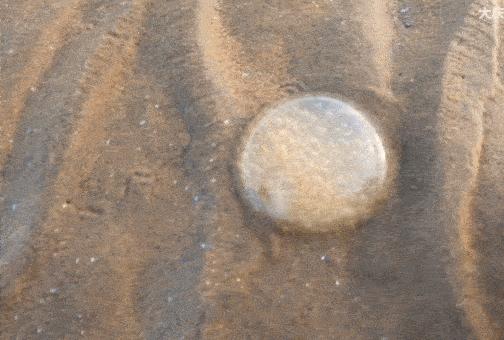 为何年轻人都在沉迷赶海视频,为什么大家都爱看赶海