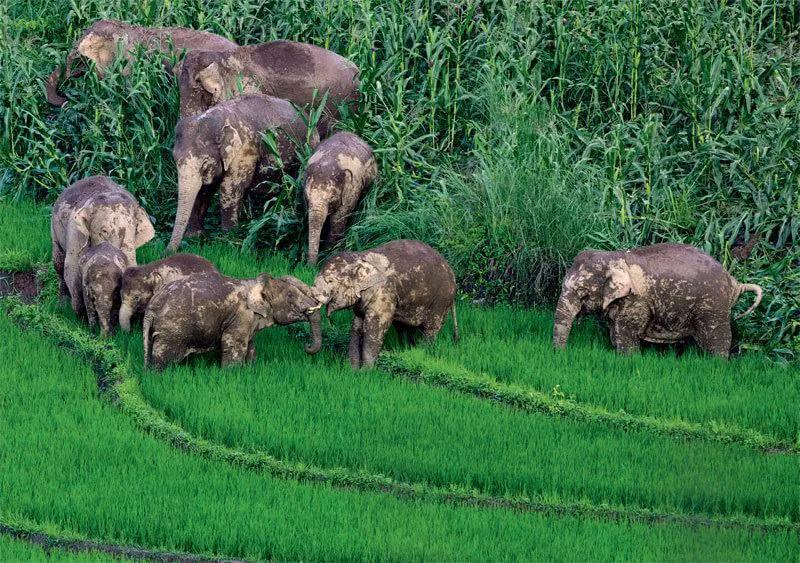 目前中国本土还有多少野生大象,野生大象为什么只剩500头