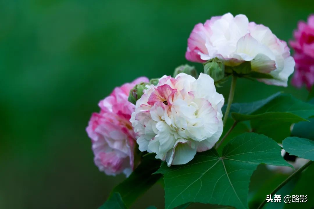 花重锦官城,花重锦官城长安