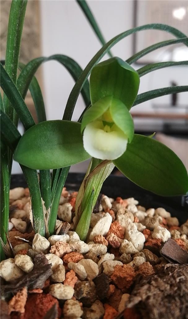 他是川兰界令人尊敬的老前辈，曾靠一颗艺草陆陆续续获利千万余元