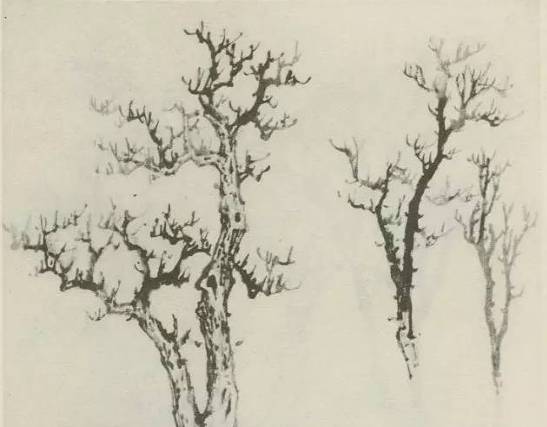 画树教程,怎么画树好看又超级简单