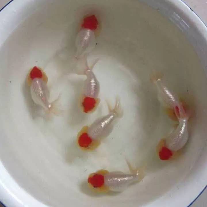 红顶虎金鱼,红顶虎金鱼视频