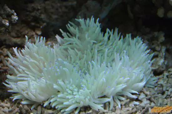 海鲜大全,最全海鲜冷知识