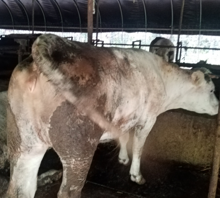 大型繁育母牛基地下犊,繁育母牛饲养技术书籍