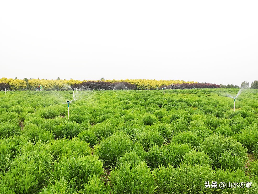 石家庄也有这么漂亮的风景,石家庄橘子洲
