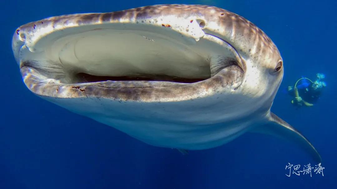 旅行买什么相机最好,外出旅行买什么样的相机好