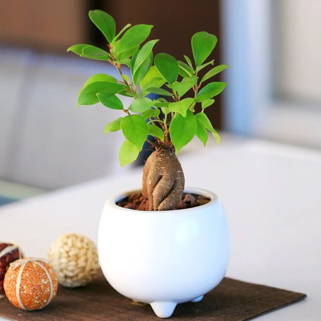 常见的榕属植物,美如画的树