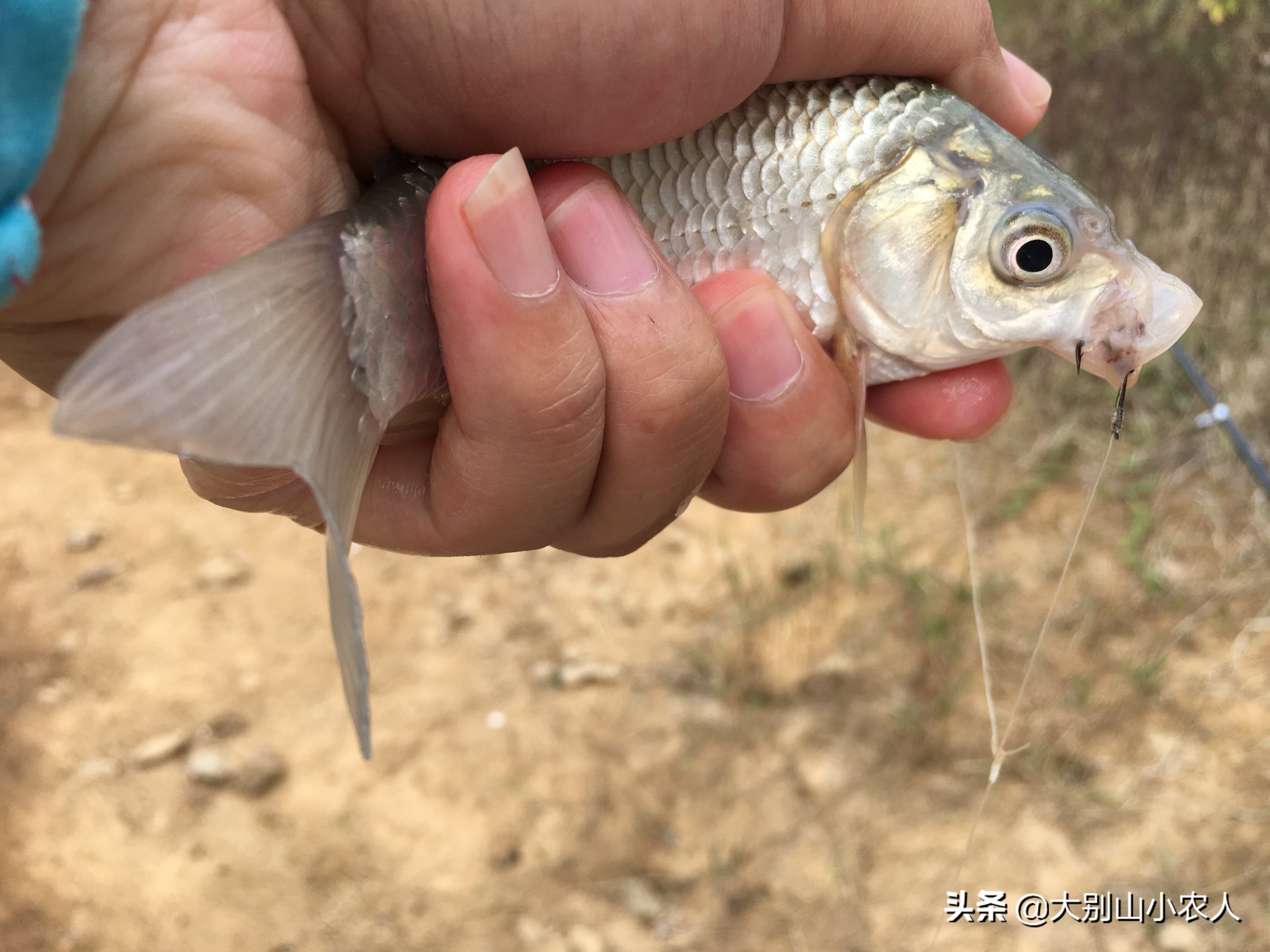 冬季海竿串钩钓鲫鱼绝招,秋冬季节海竿串钩钓大板鲫