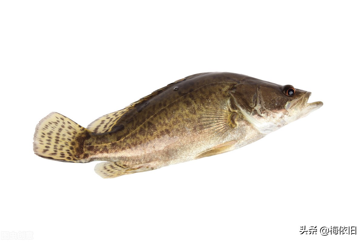 推荐6种鱼营养好肉质,鱼刺少又好看的鱼有哪些